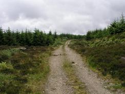 P20036154229	The track through the woodland.