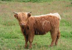 P20036244550	A Highland Cow in Muasdale.