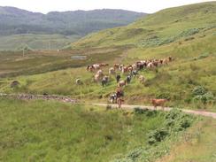 P20037145271	Cows on their way to pasture near Ockle.