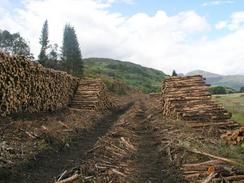 P20037205587	Logs near Ardintoul Bay.