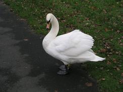 P2003C160355	A swan on the towpath in Fordhouses.