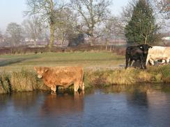 P2003C180394	Cows drinking from the canal.