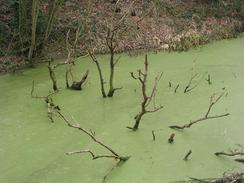 P20032211291	Branches sticking out of the Grantham Canal.