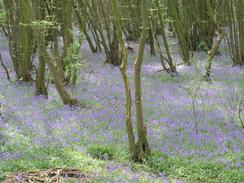 P20034252085	Bluebells beside the trail.