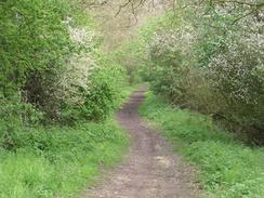 P20034252105	The trail between Great Dunmow and Braintree.