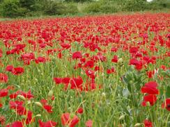 P20046220232	Poppies in a field beside the A422.