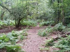 P20047311217	The path through Priests Park Wood.