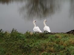 P2004B272449	Two swans keeping watch.