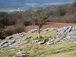 P20053265202	Limestone pavement to the north of Grassington.