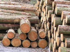 P20054165661	Logs in Benscliffe Wood.