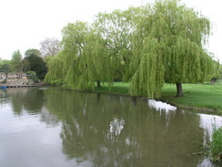 P20054305726	The River Cam in Cambridge.