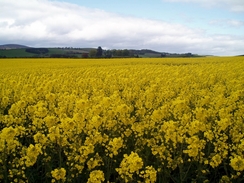 P20055166585	A field of oil seed rape.