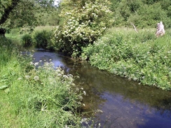 P20056115802	The River Wey.