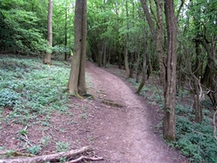 P20056125921	The path on White Downs.