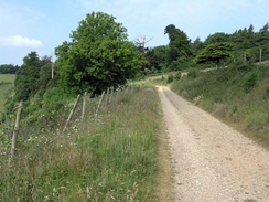 P20056125938	The track through Denbies vineyard.