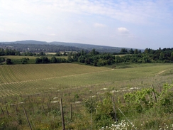 The view from the track through Denbies vineyard.