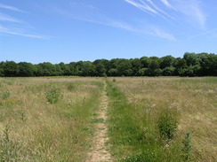 P20056196202	The path near Pastead Wood.