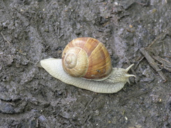 P20057096412	A snail on the path.