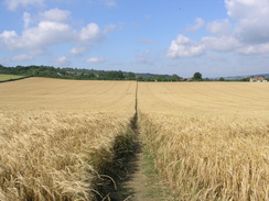 Picture of the North Downs Way