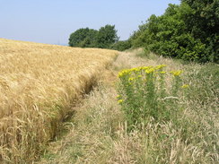 P20057176890	The path alongside the road on Farthing Common.