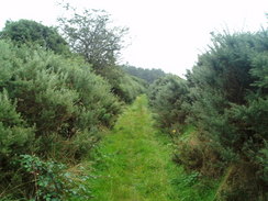 P20059306798	The path heading towards Cefnsuran Farm.