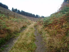 P2005A026917	The path leading through the forest northwstwards from Abbey-cwm-hir.