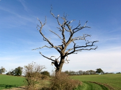 P2005B057924	A skeletal tree beside the track.