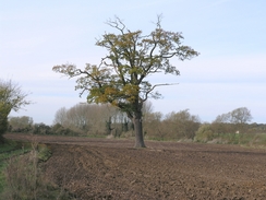 P2005B128057	A tree beside the track heading west from the B158.