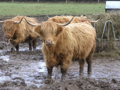 P2005C319488	Highland cows to the south of Mercaston Hall.