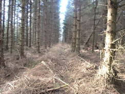 P20062201003	Fallen trees to the west of Low Leaf Howe House.