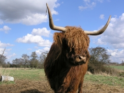 P20064011572	A highland cow to the southeast of Palgraves.