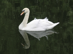 P20064292248	A swan on the canal.