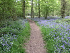 P20065132454	Bluebells in River's Wood.