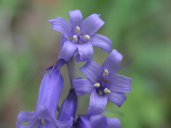 P20065132513	Bluebells in Worthlodge Forest.