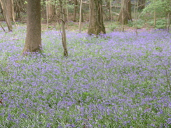 P20065132516	Bluebells in Worthlodge Forest.