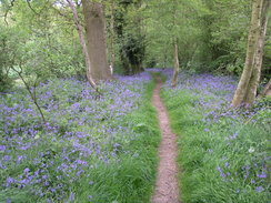 P20065132526	The path between Ley House and Copthorne.