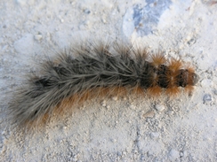 P20066113405	A caterpillar on the track.