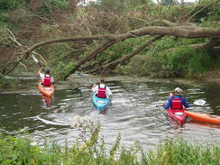 P20068270148	Canoeists negotiating a fallen tree.