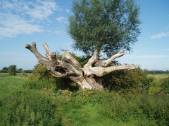 P20068270156	An old tree on the riverbank.