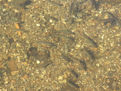 P20069104392	Small fish in the river.