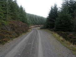 P20069264908	The track heading northeastwards through the forest.