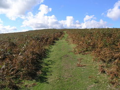 P20069264978	Heading south along the flank of Pen Coed.