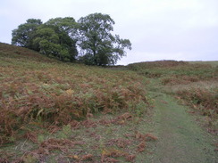 P20069275175	The path past Allt Dolanog.