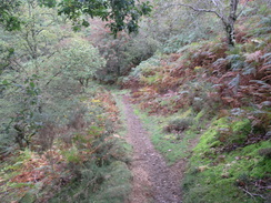 P20069285205	The path heading east along the southern bank of the Afon Efyrnwy.