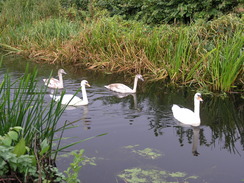 P20069295406	Swans on the canal.