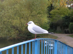 P2006B125907	A bird on a footbridge over the entrance to a marina.