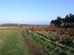 P2006C166780	The path beside Knettishall Heath Country Park.