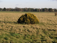 P2006C166826	Looking across Thetford Heath.