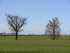 P20071016911	Tress in a field by the road to Messing.