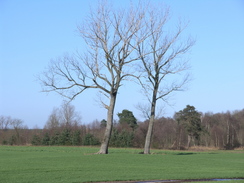 P20071147103	Trees to the south of Brickkiln Farm.